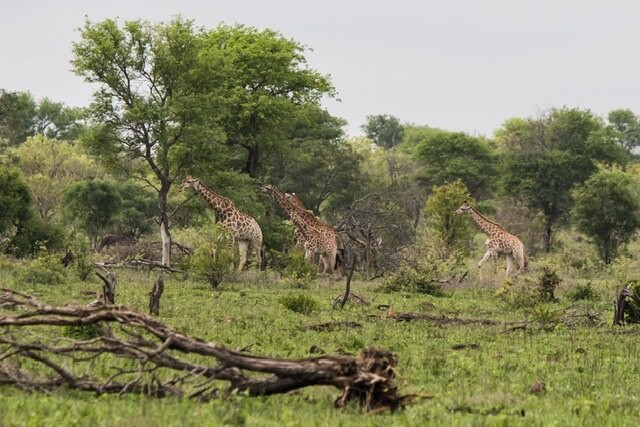 African Flame Safaris-霍德斯普鲁特必去景点