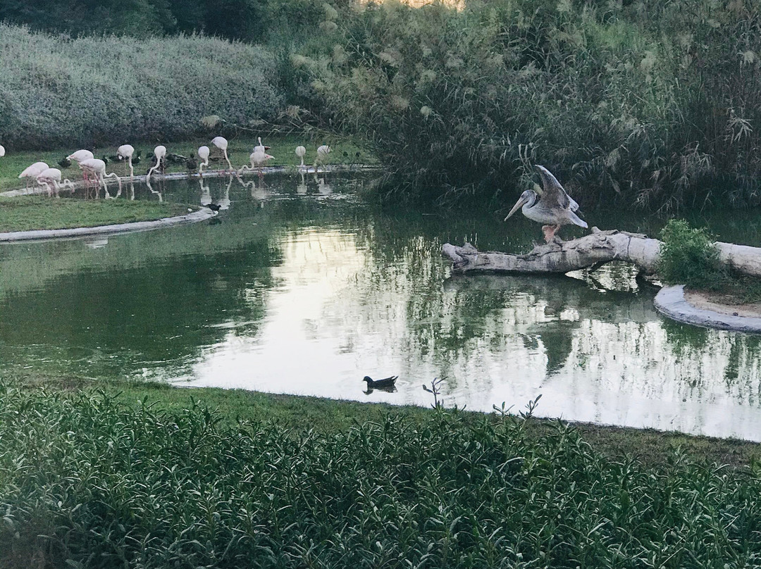 Wasit Wetland Centre-沙迦必去景点