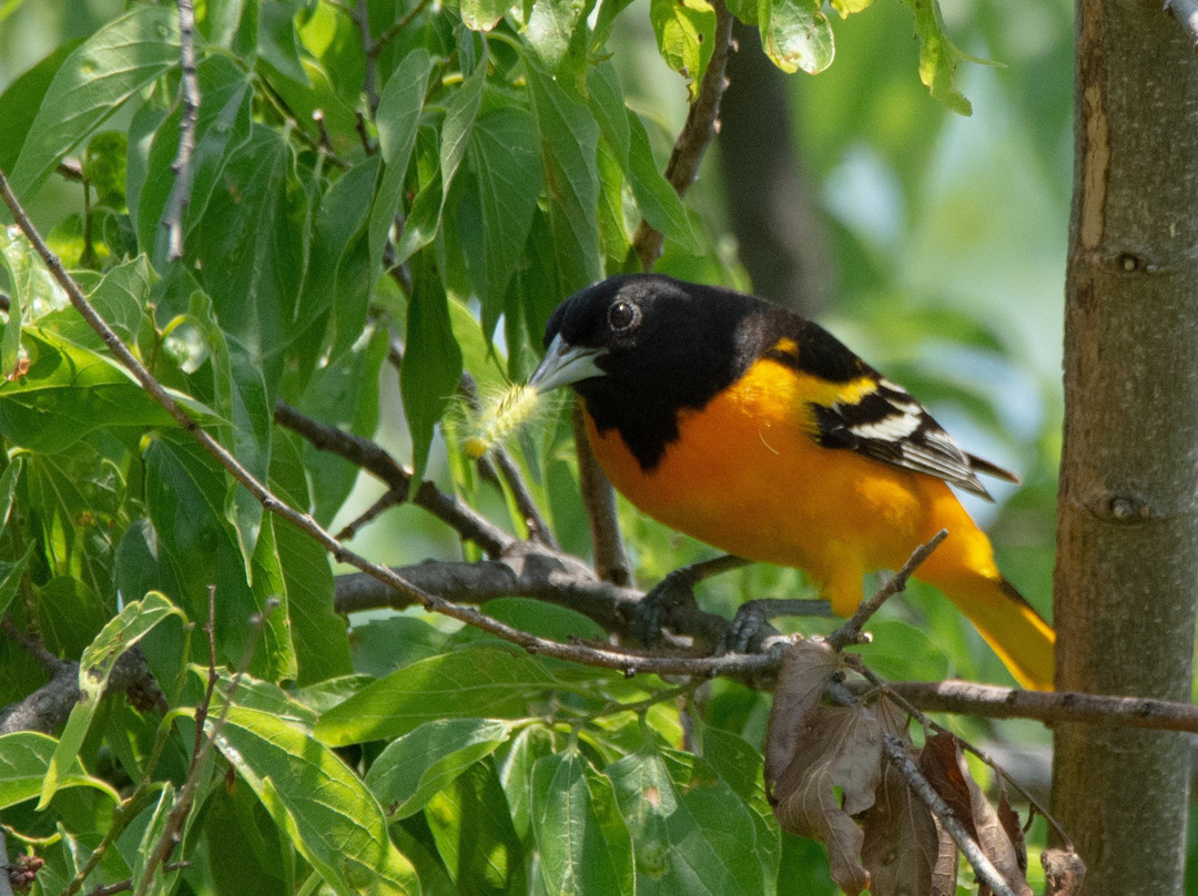 McCown Valley Park-Whitney必去景点