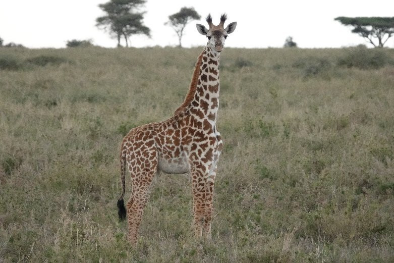 Arusha Fortes Limited-阿鲁沙必去景点