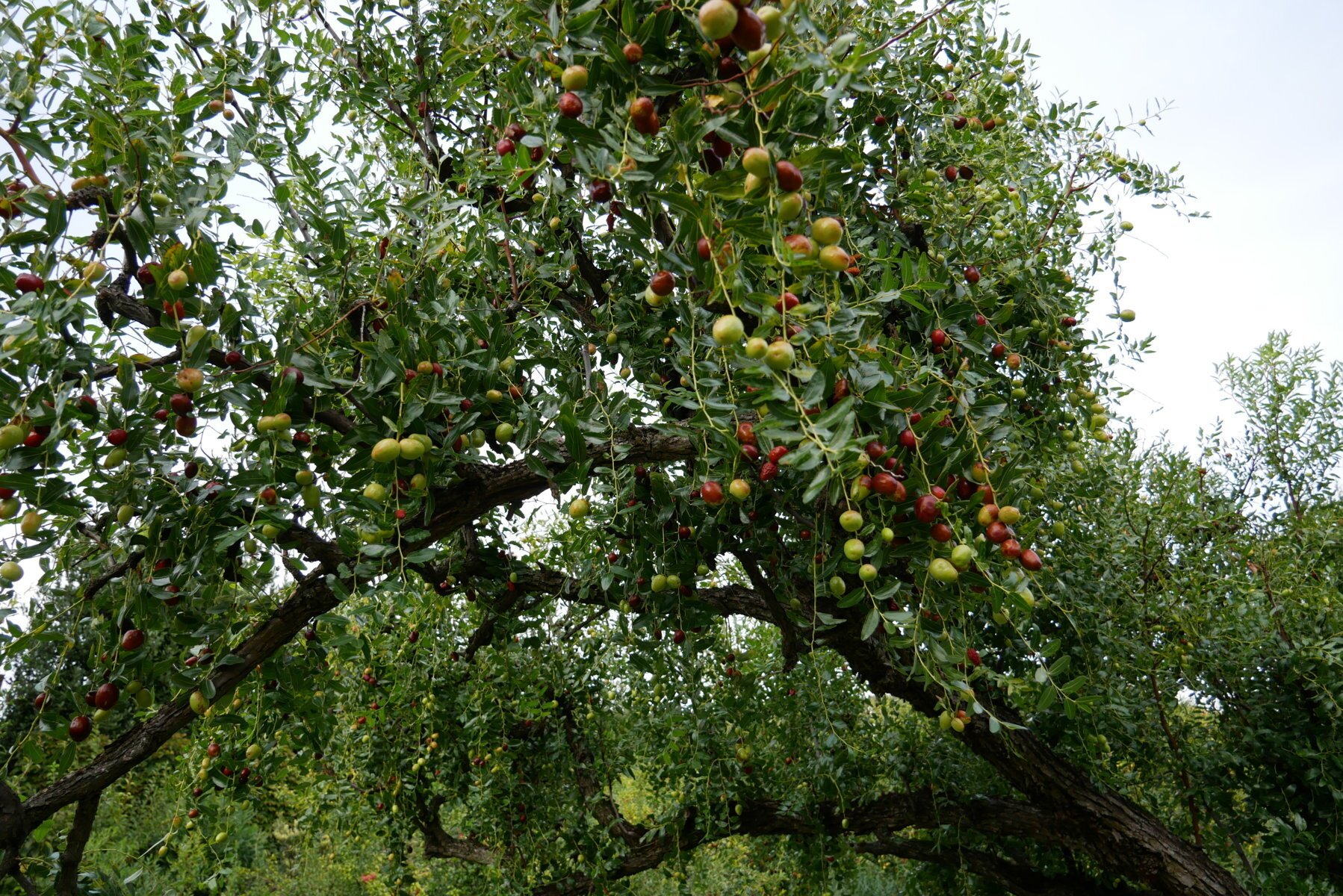 Al Borgo di Arquà Petrarca-浴室