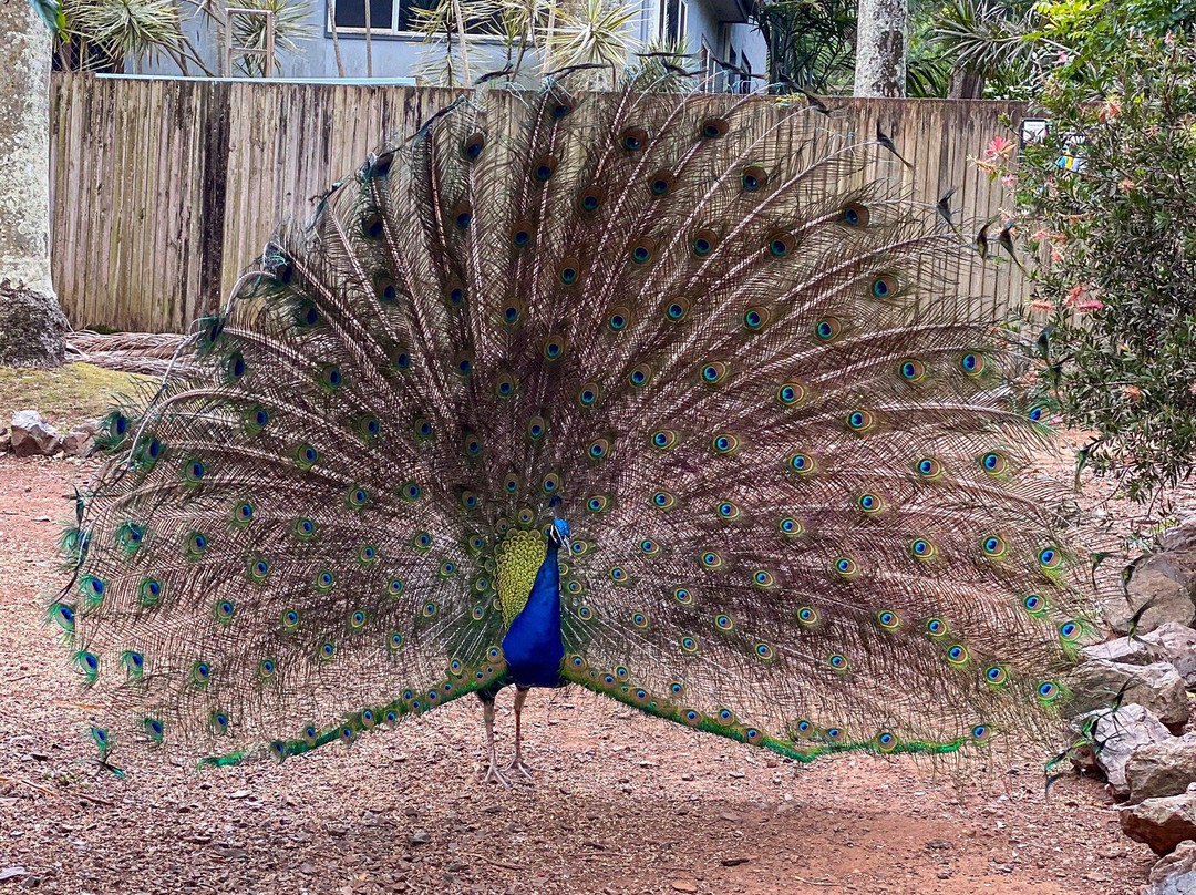 Cooberrie Park Wildlife Sanctuary景点图片