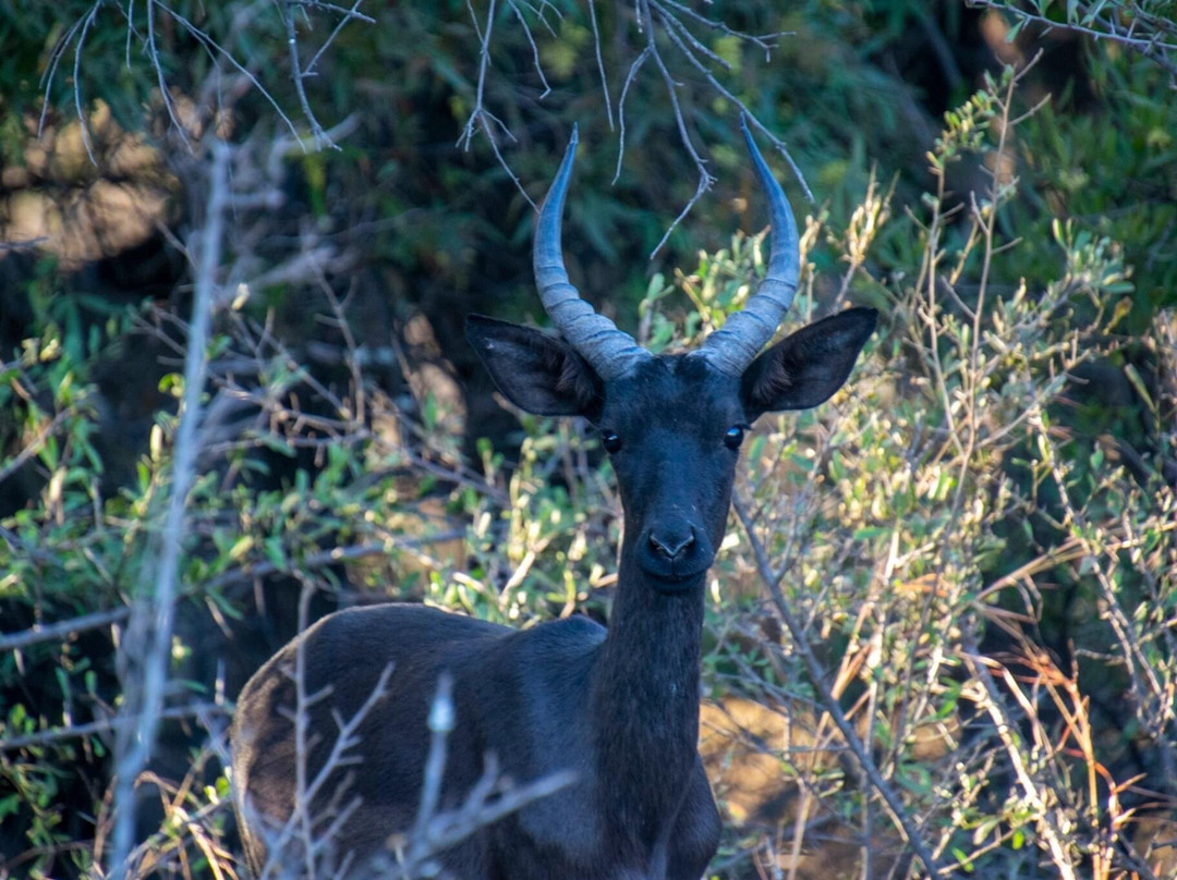 Mmpula Paradys Bosveld Lodge主图