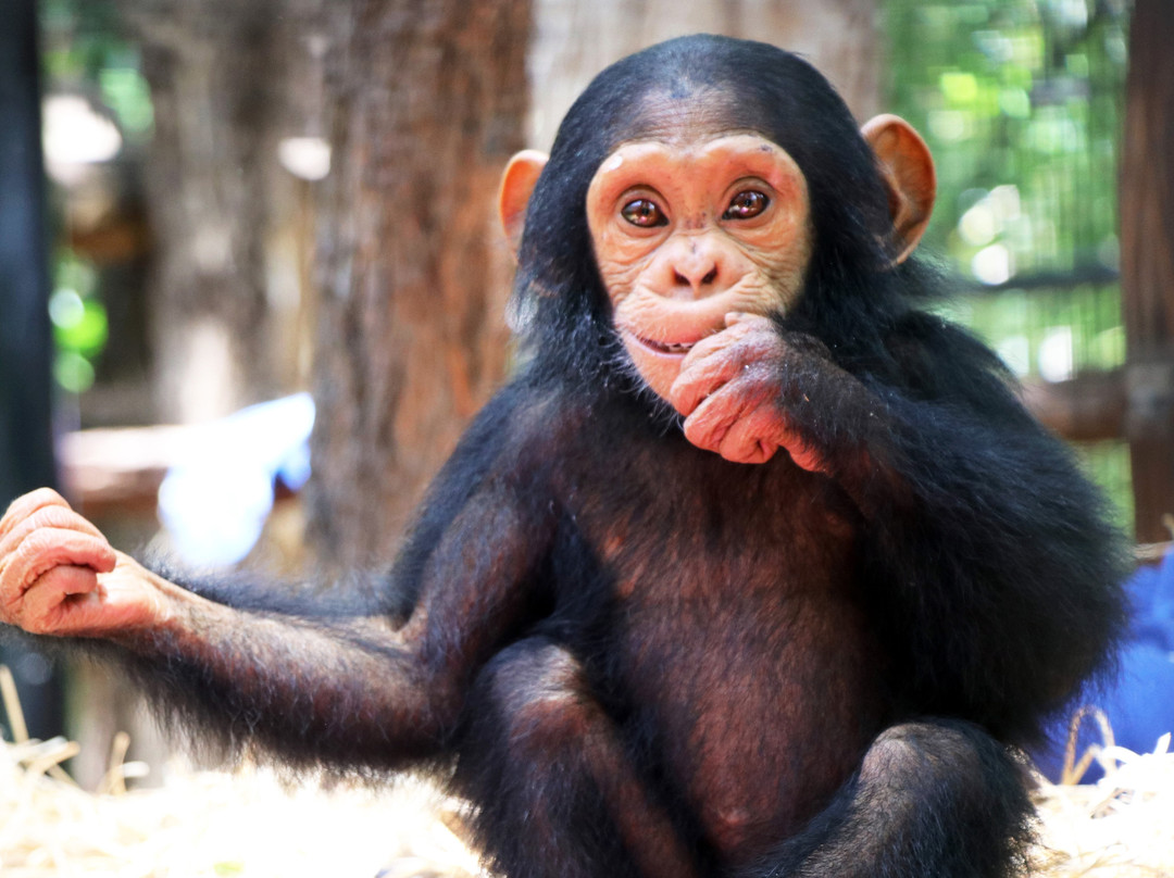 Rockhampton Zoo-罗克汉普顿必去景点