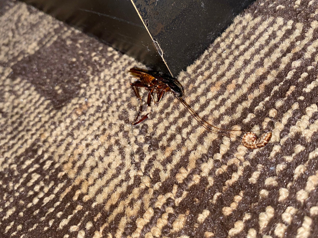 Comfort Inn and Suites主图