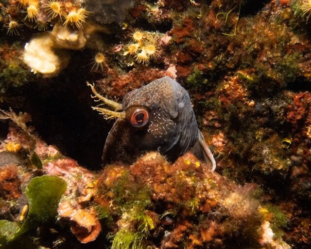 Squatina Diving-Baska必去景点