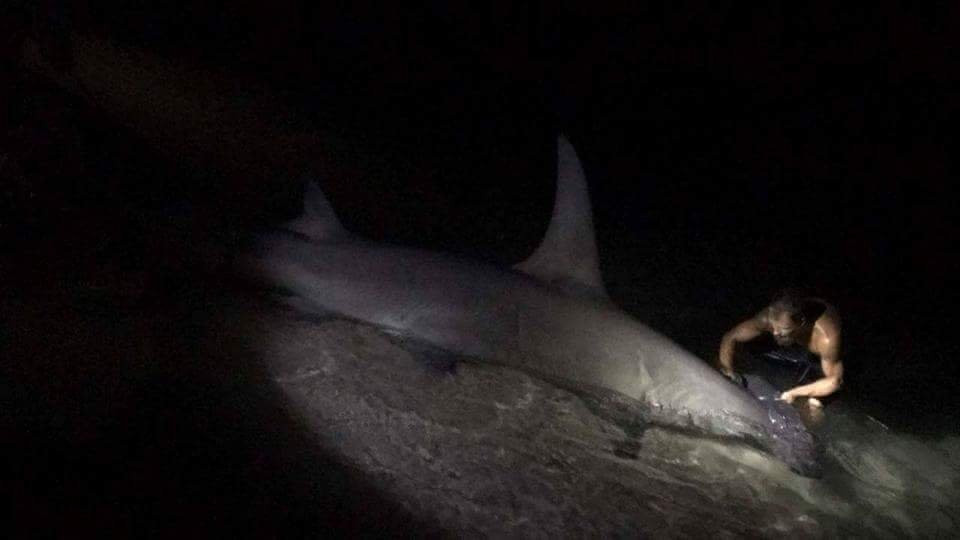 Off The Beach Shark Fishing Day Trips景点图片