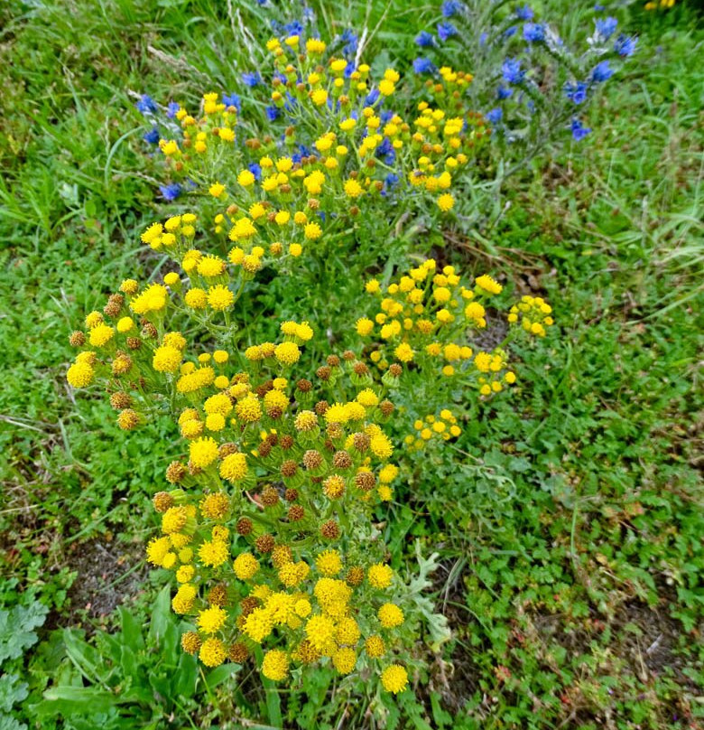 Strand van Wijk aan Zee-Wijk aan Zee必去景点