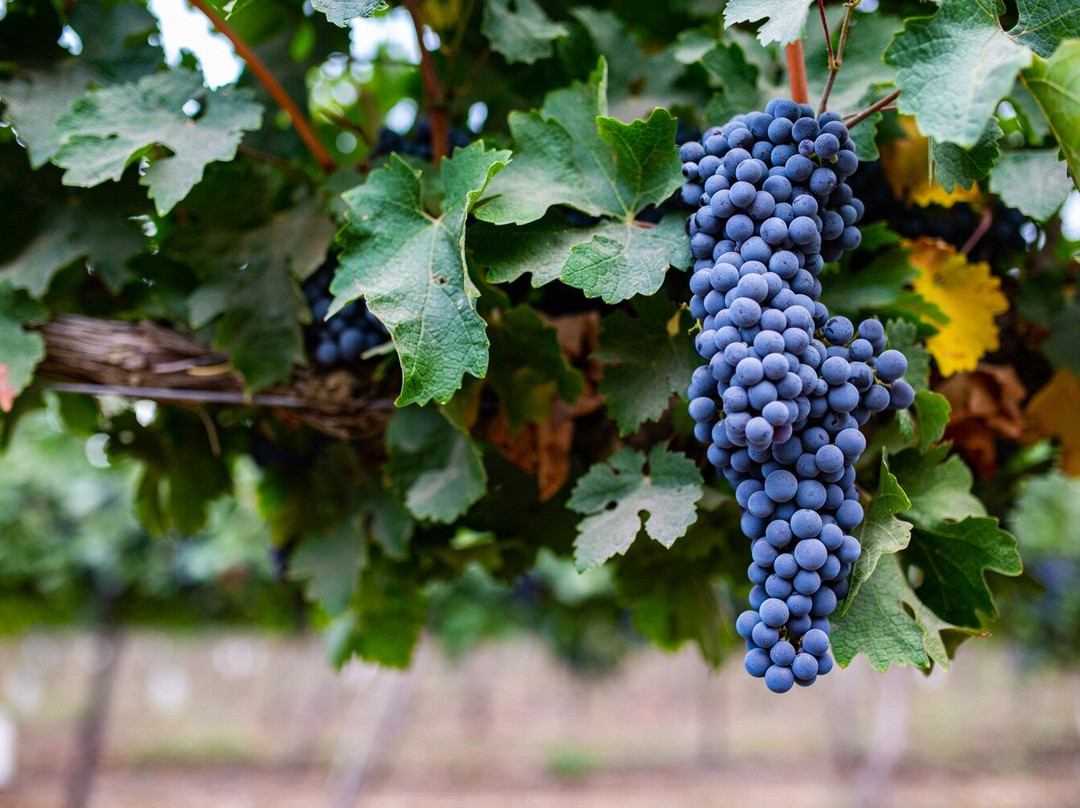 Ben Zimra Winery-Kerem Ben Zimra必去景点