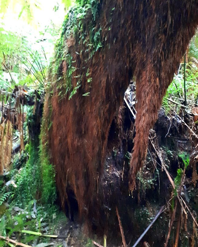 Glen Nayook Reserve-Neerim必去景点