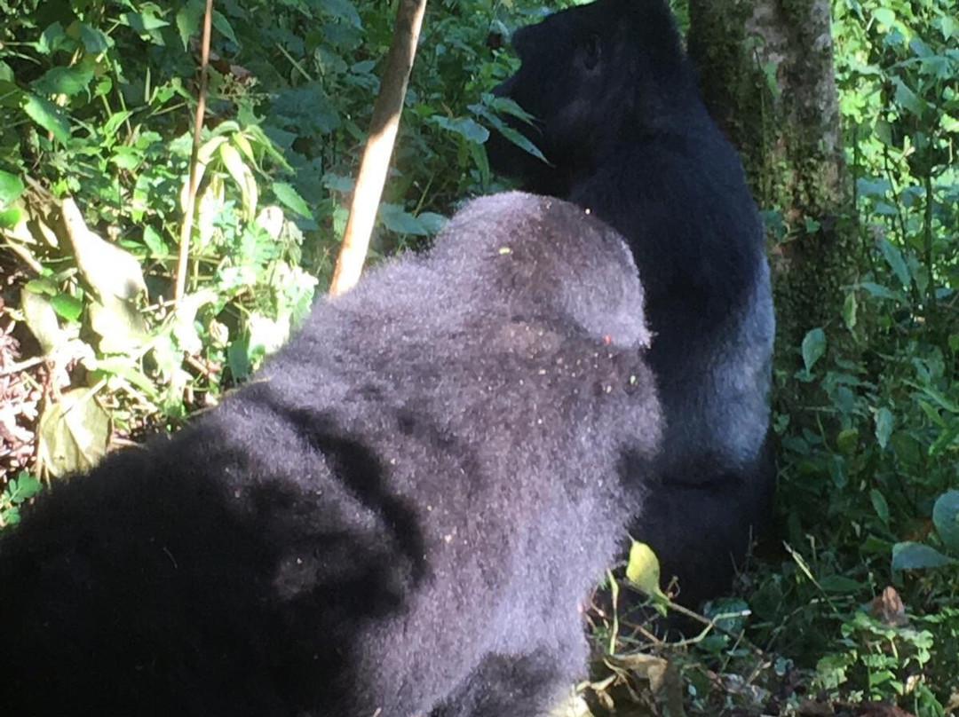 Shaka Tours & Travel Uganda-恩德培必去景点