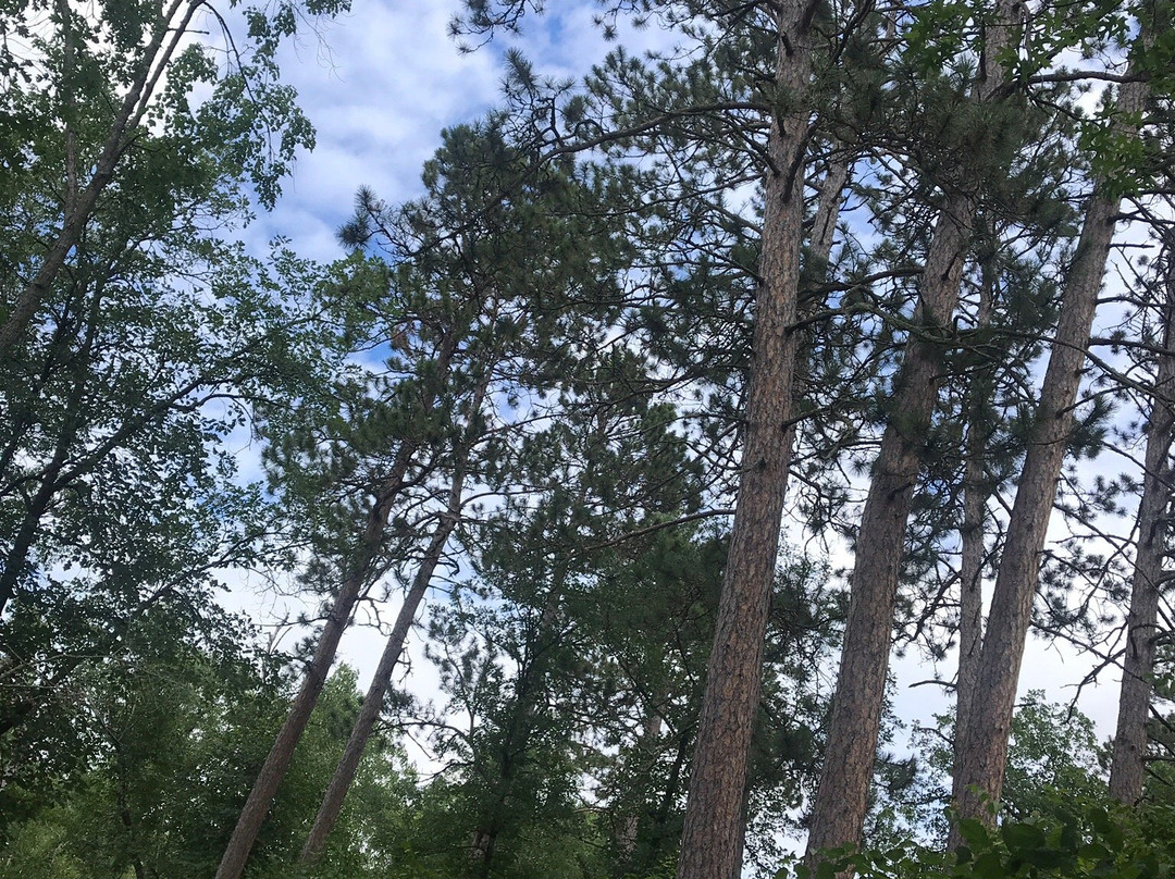Lake Bemidji State Park-伯米吉必去景点
