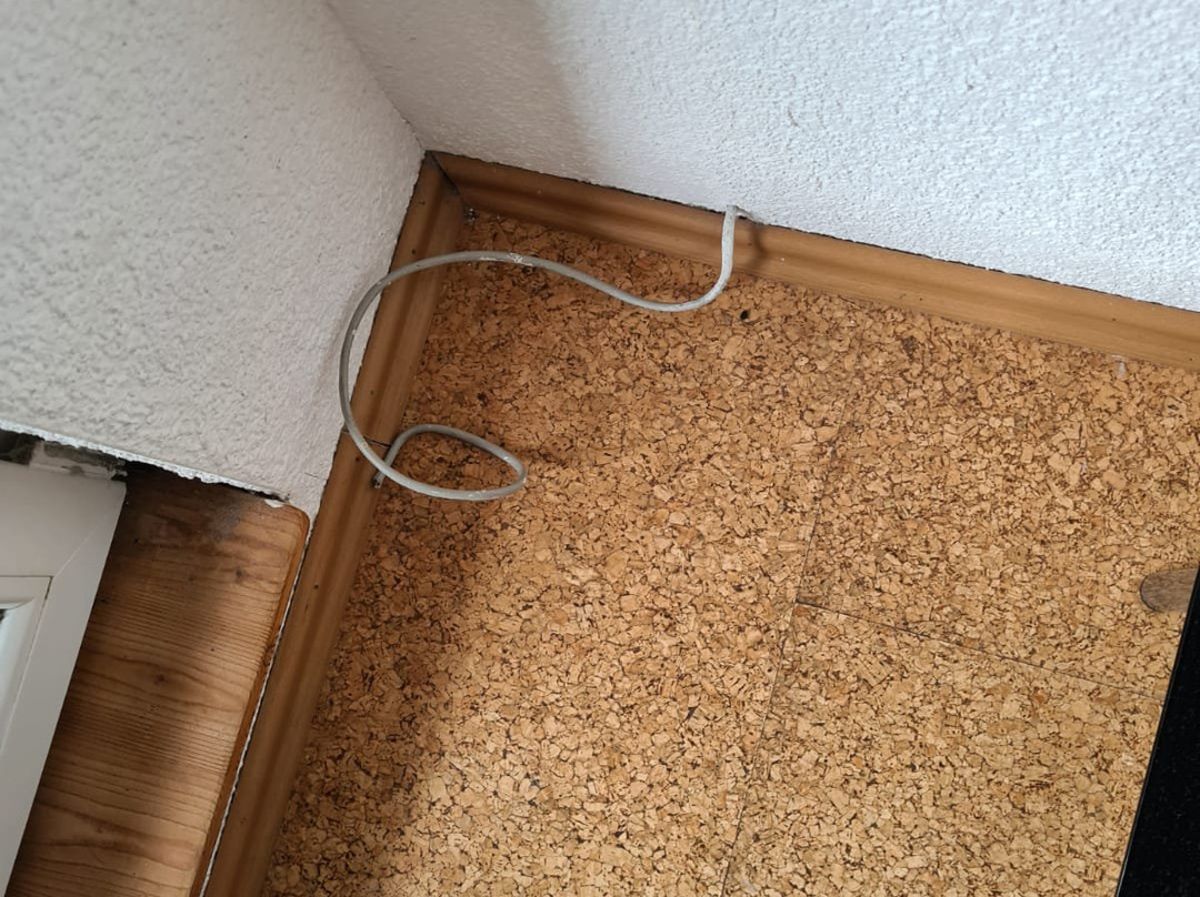 Roter Kater & Graue Katze主图