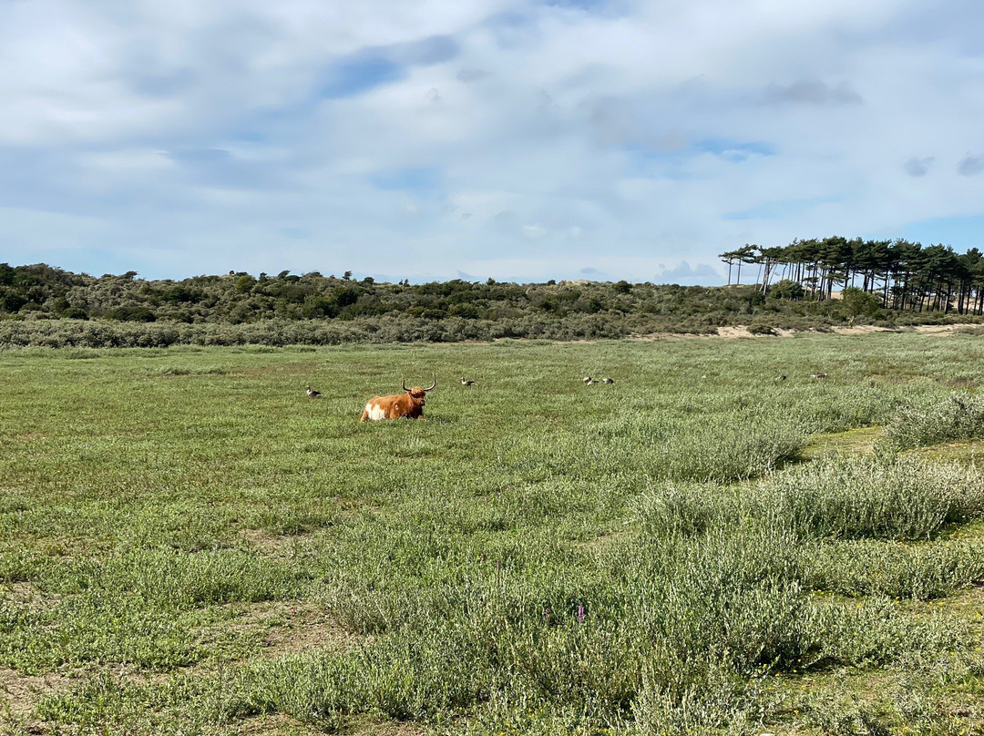 Nationaal Park Zuid Kennemerland-Overveen必去景点