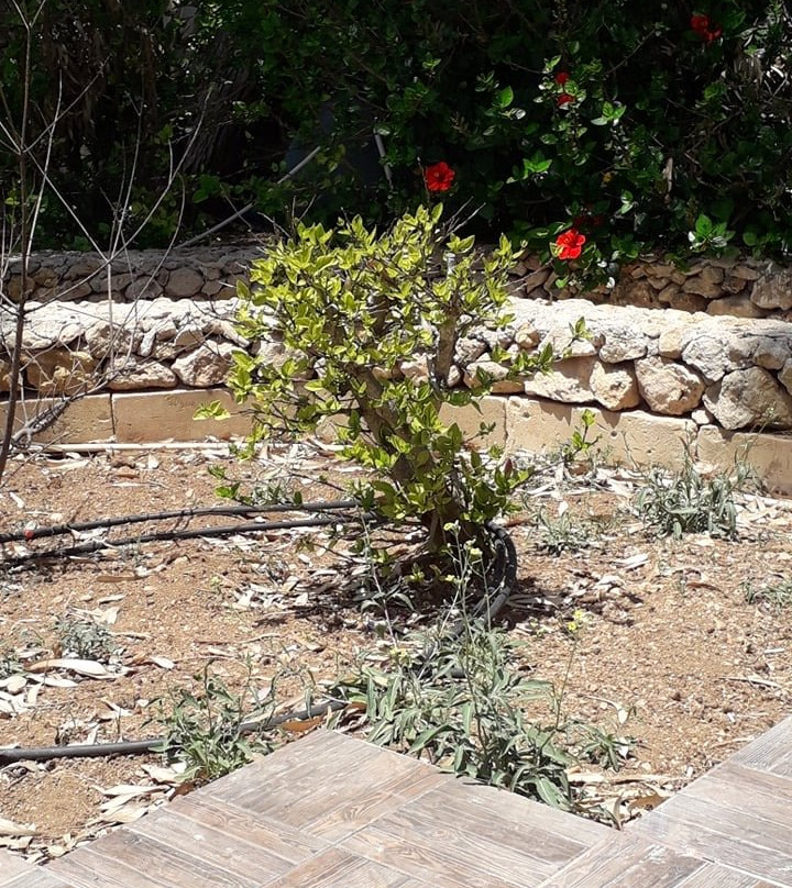 Hotel Ta' Cenc & Spa主图