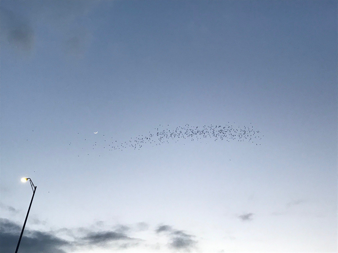 Bats in Round Rock景点图片