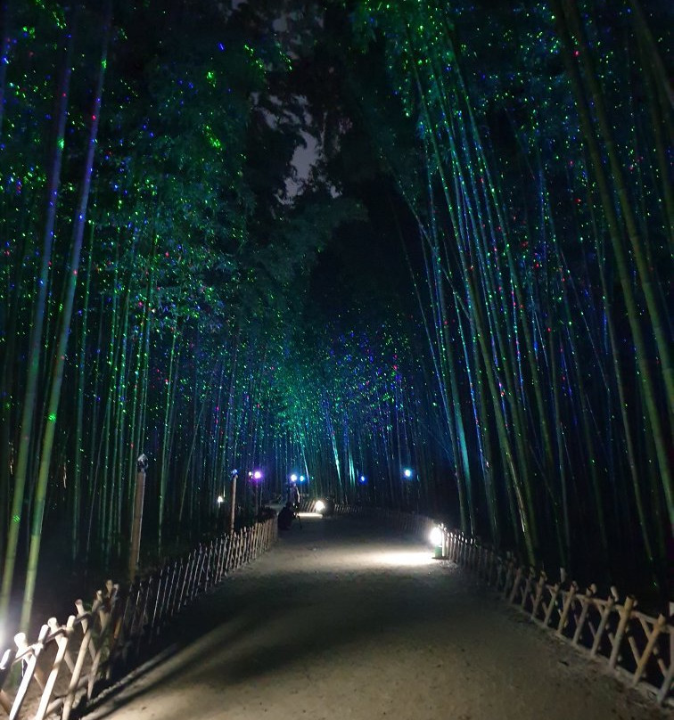 Taehwa River Seepri Bamboo Grove-蔚山必去景点
