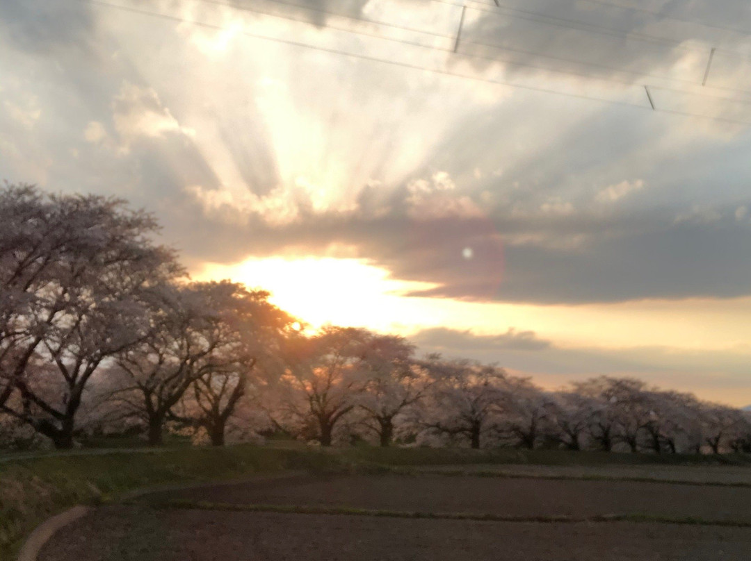 Fujitagawa Fureai Zakura-郡山市必去景点