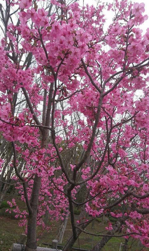 Yokohama Negishi Forest Park-横滨市必去景点