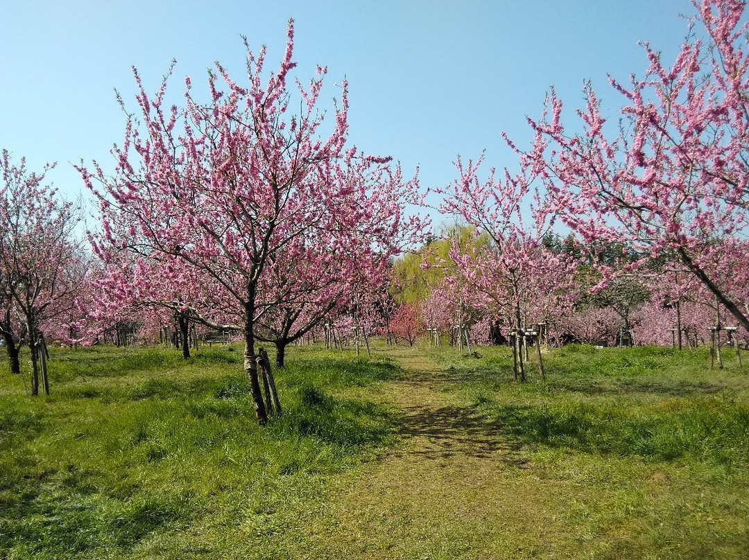 Koga Kubo Park-古河市必去景点
