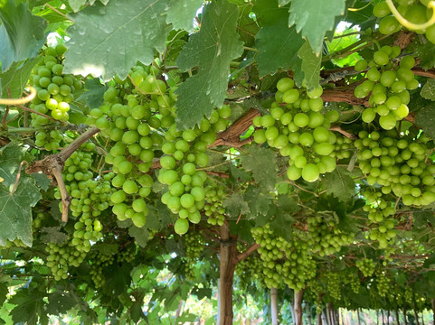 Climasenrose Grape Farm-San Fernando La Union必去景点