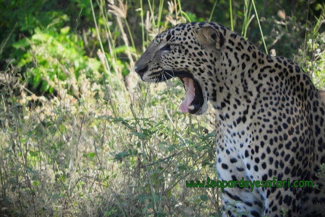 Yala Leopard Eye Safari-Palatupana必去景点