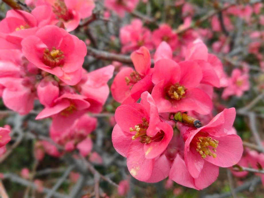 Saitama Prefecture Flowers and Green Promotion Center-川口市必去景点