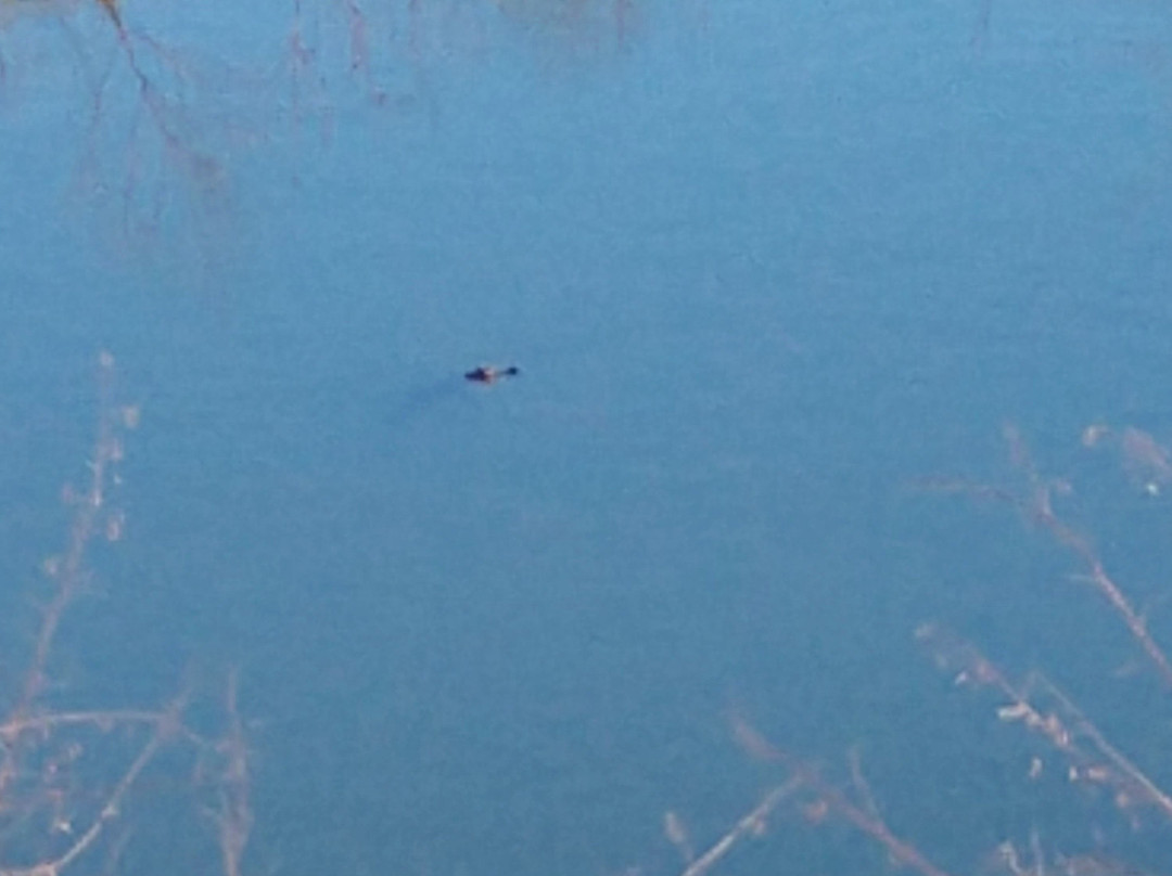 Lake Hollingsworth-莱克兰必去景点