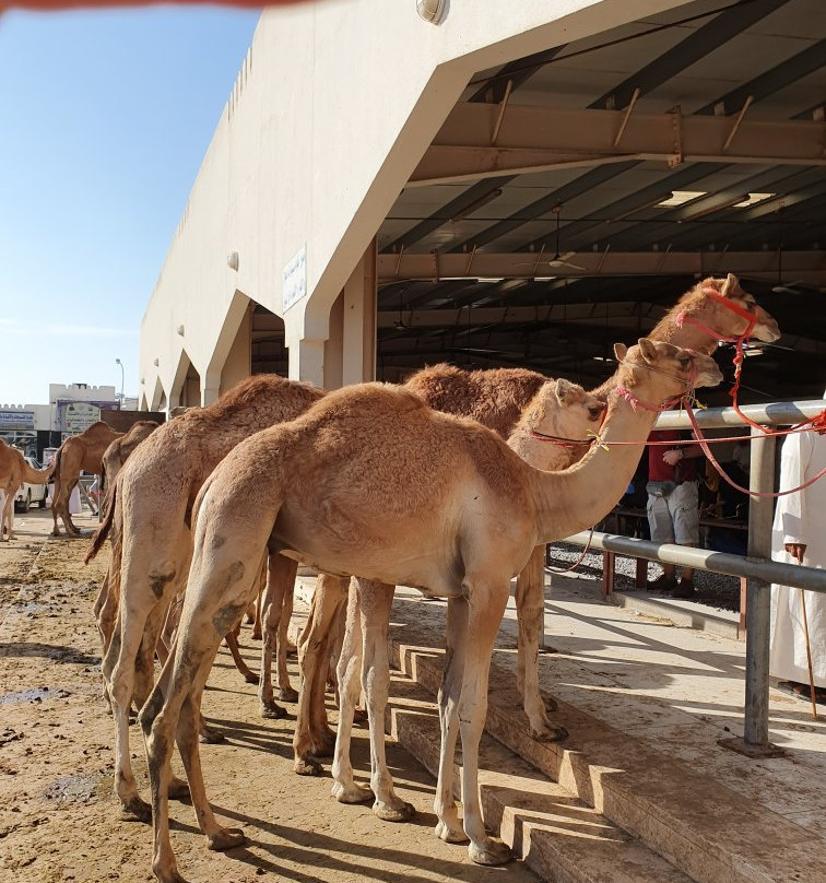 Souq Sinaw-Sinaw必去景点