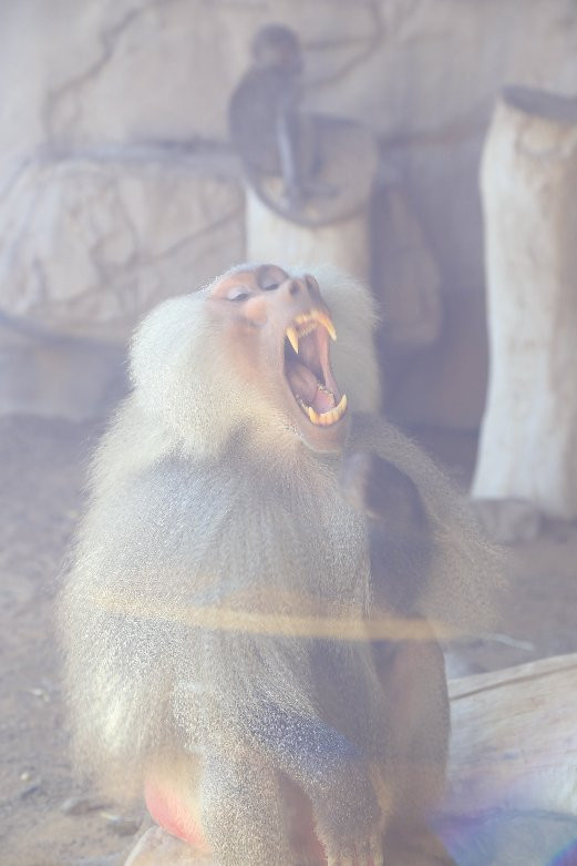 Arabian Wildlife Center-沙迦必去景点