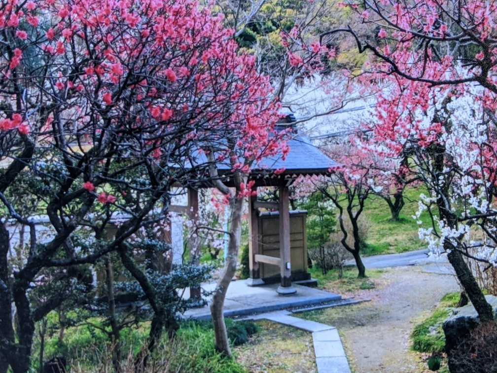Myokaku-ji-稻城市必去景点