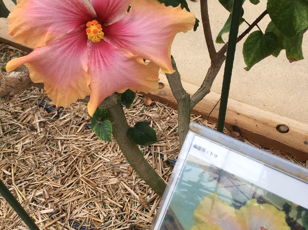 Iejima Hibiscus Garden-伊江村必去景点