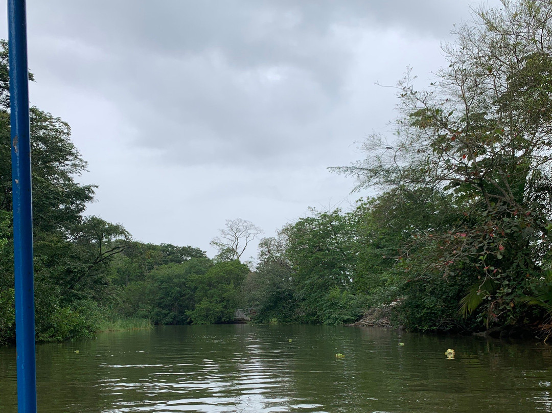 Tortuguero Wildlife Tour景点图片