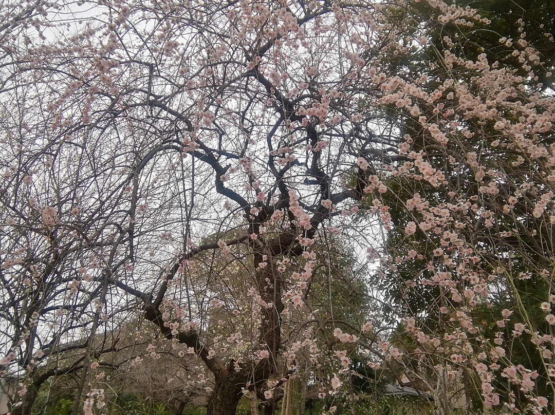 Saitama Prefecture Omiya Park-埼玉市必去景点