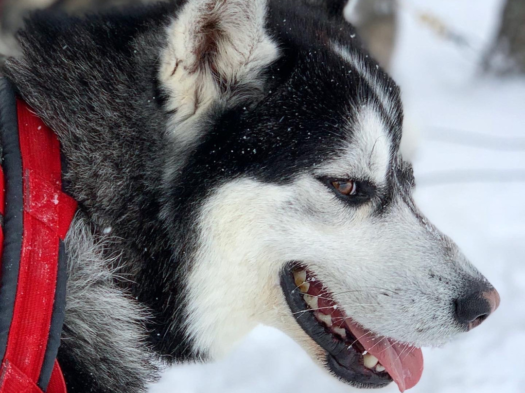 Secrets Nordiques Day Tours-博普雷必去景点