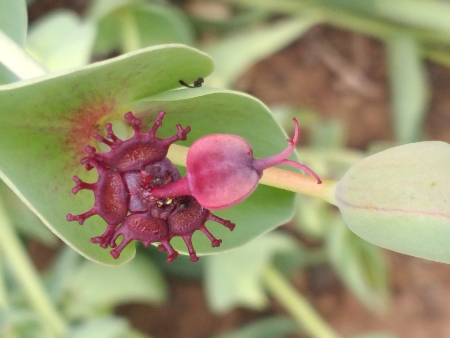 Sheilam Cactus Farm-Robertson必去景点