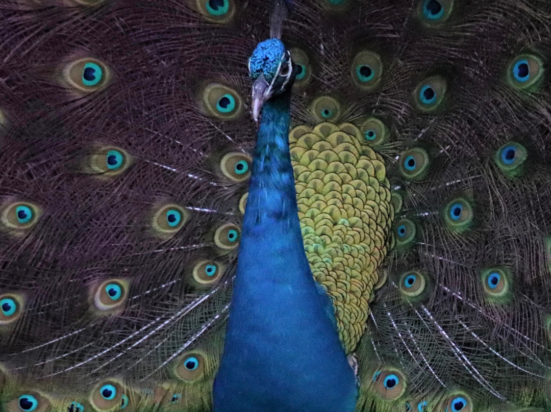 Intentions Ranch & Intentions Publishing-Southwest Ranches必去景点