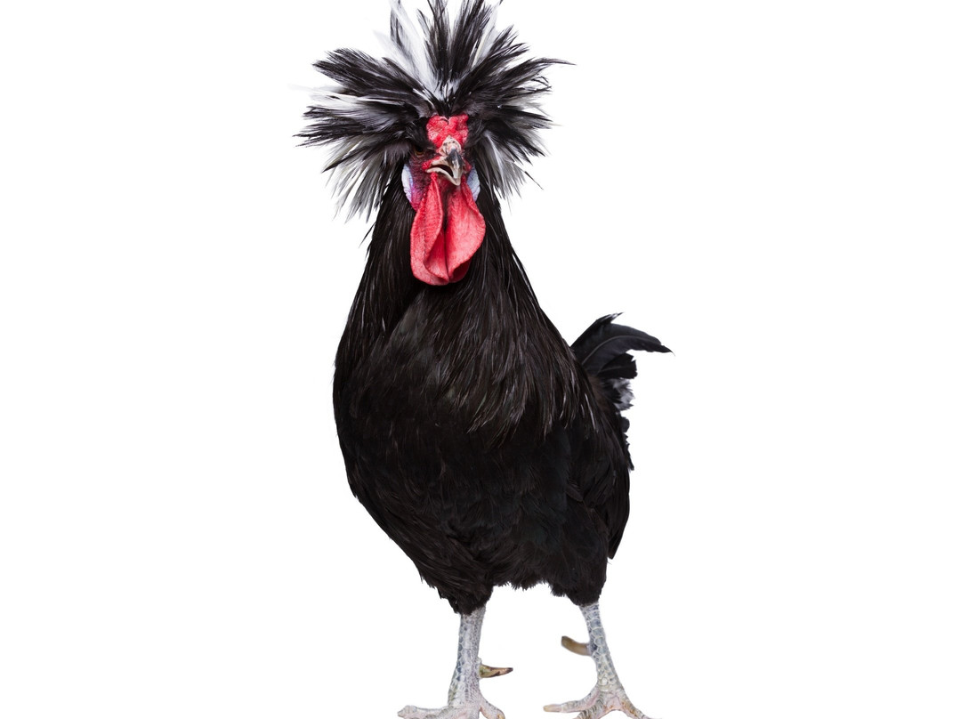 Lesnaya Bratva-Nizhny Tagil必去景点