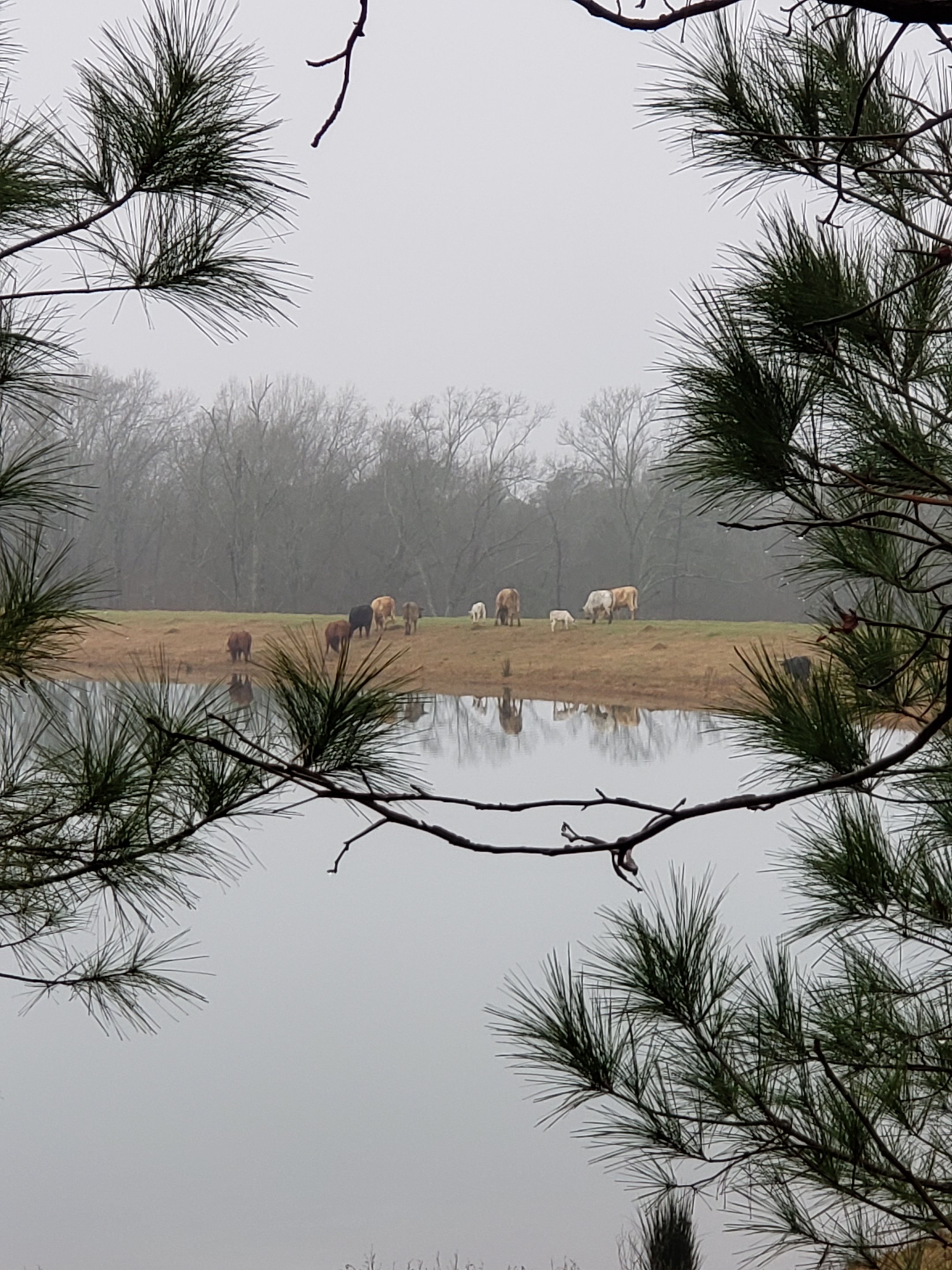 Pineywoods Hideaway Bed and Breakfast-官方