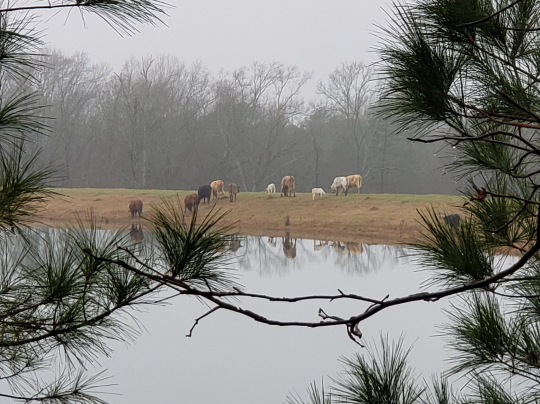 Pineywoods Hideaway Bed and Breakfast主图
