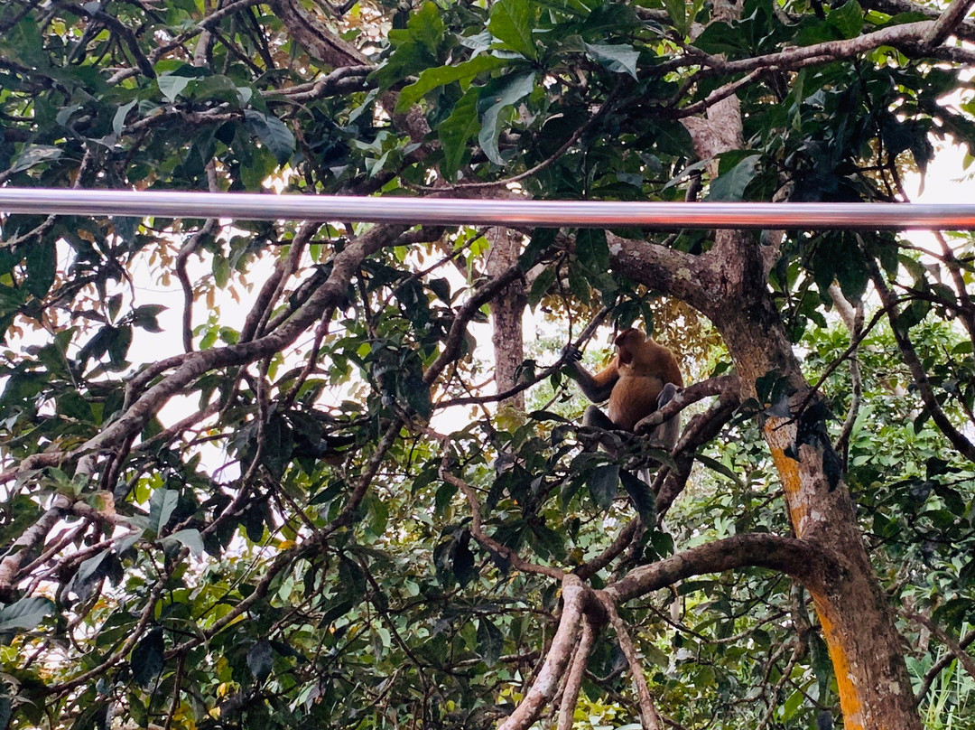 Borneo Authentic Adventure-兵南邦必去景点