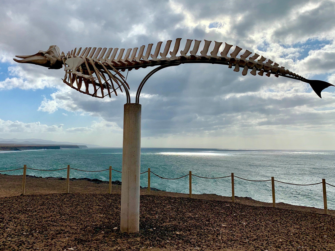 Cuvier's Beaked Whale Skeleton景点图片