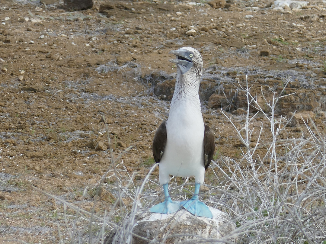 Santa Cruz Island-圣克鲁斯必去景点