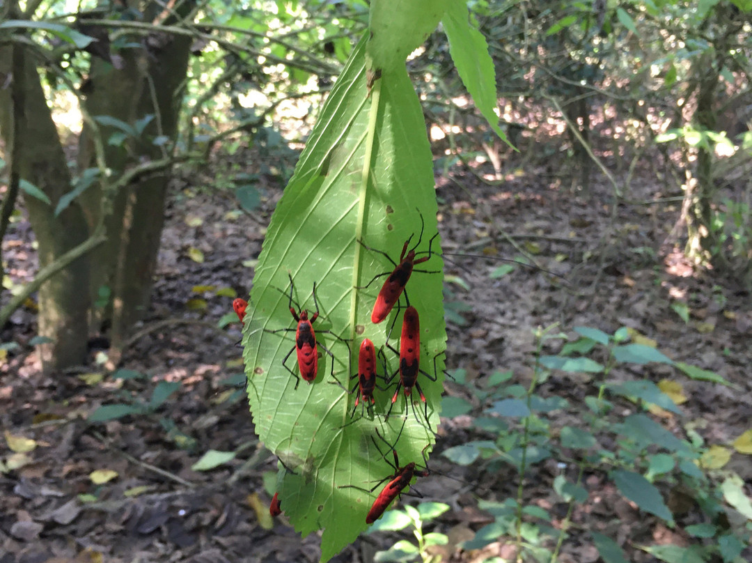 Co-operative Jungle Guide Service-苏拉哈必去景点