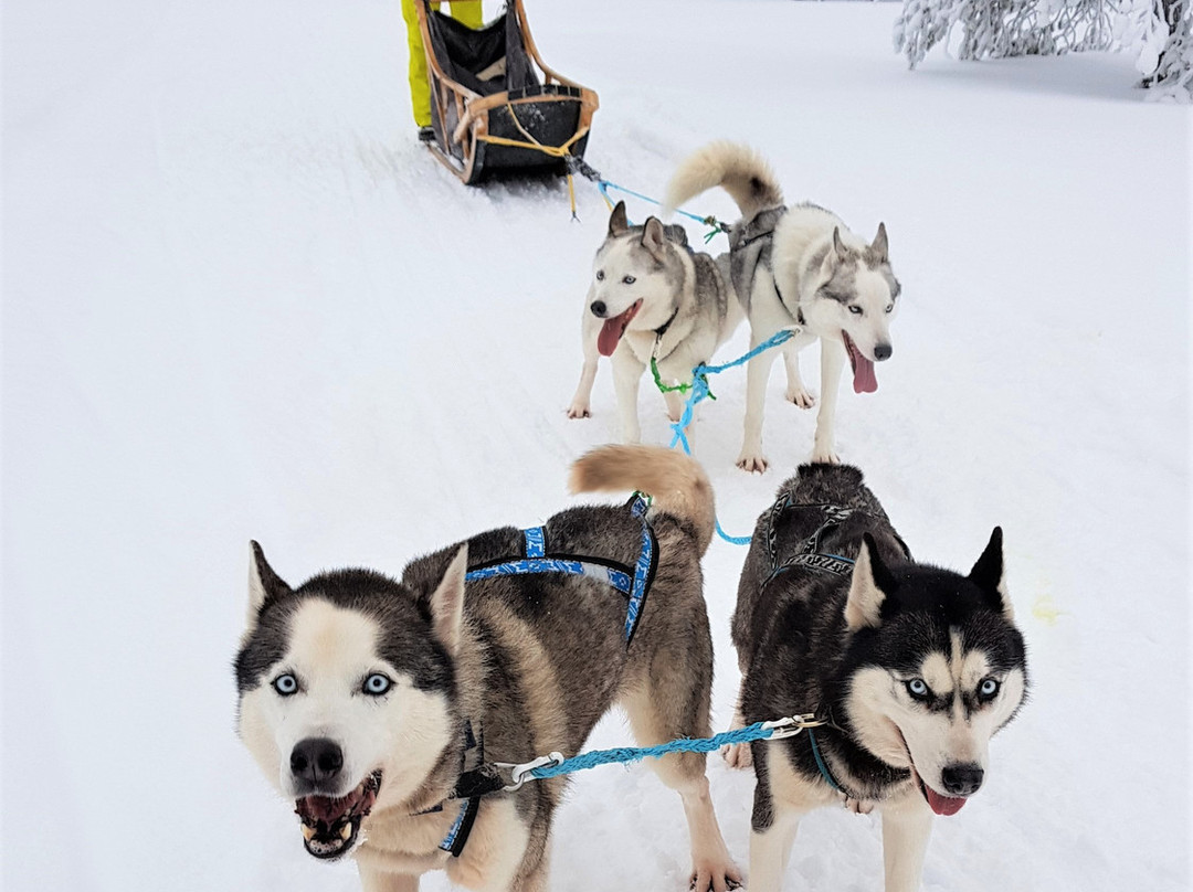 Adventure Dreams Husky Dogsledding-Idre必去景点