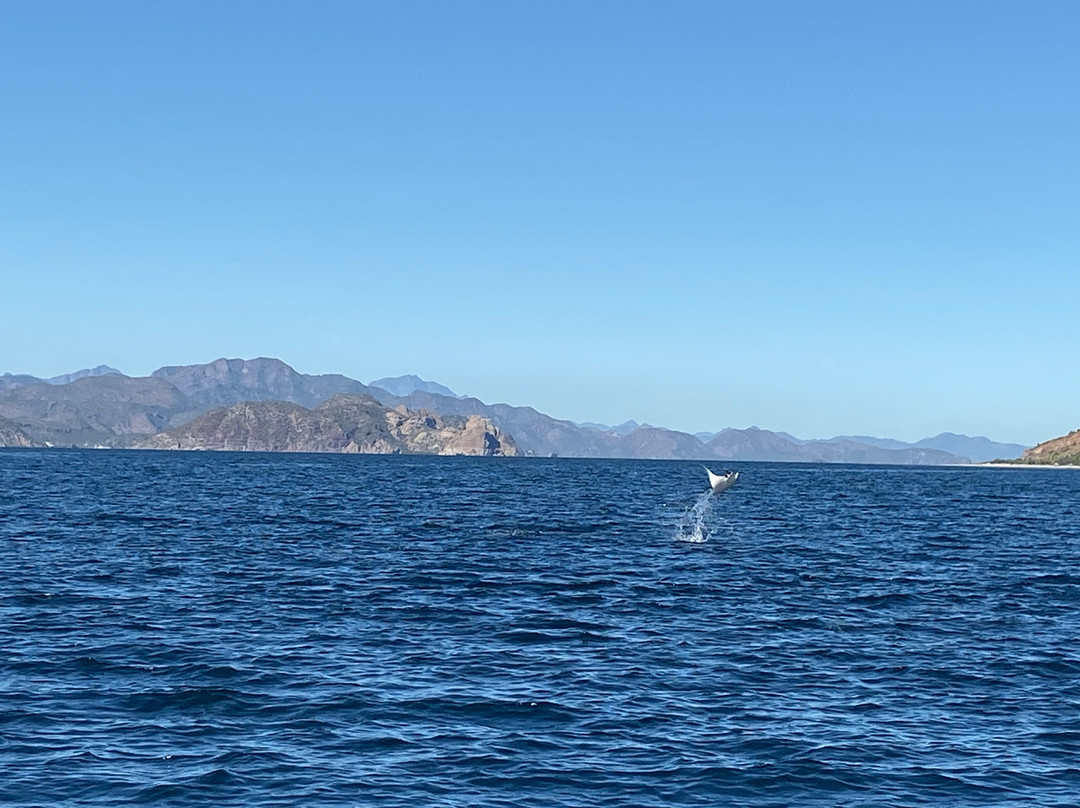 Loreto Coastal Expeditions Glass Bottom Boat景点图片