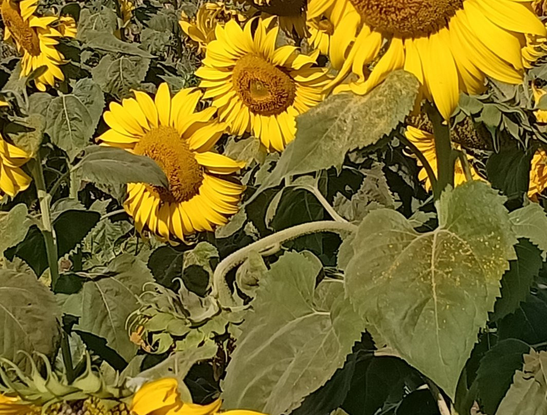 Manee Sorn Sunflower Field景点图片