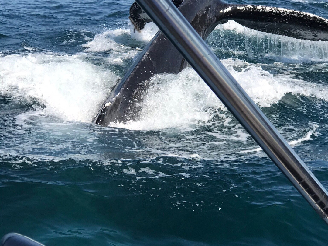 Vallarta Natours-瓦拉塔港必去景点