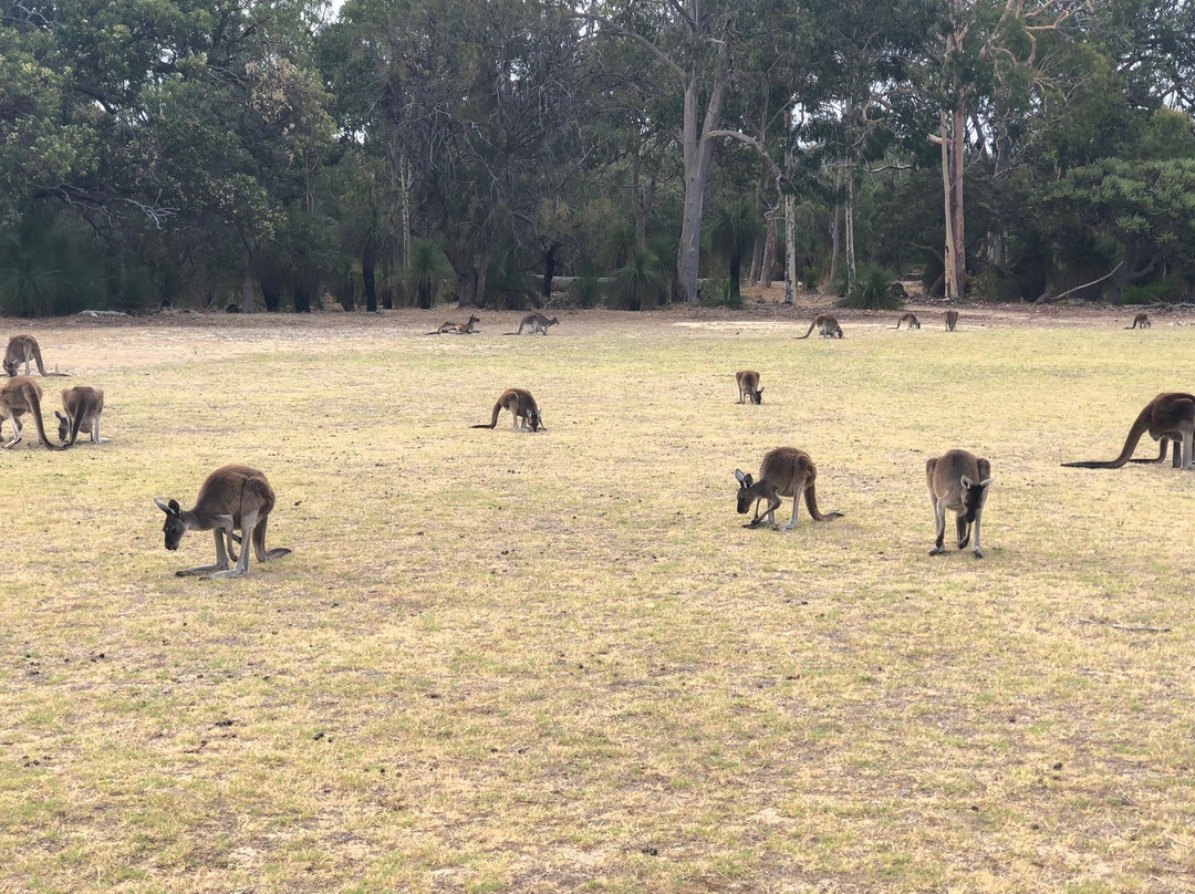 Treetops Adventure Yanchep景点图片