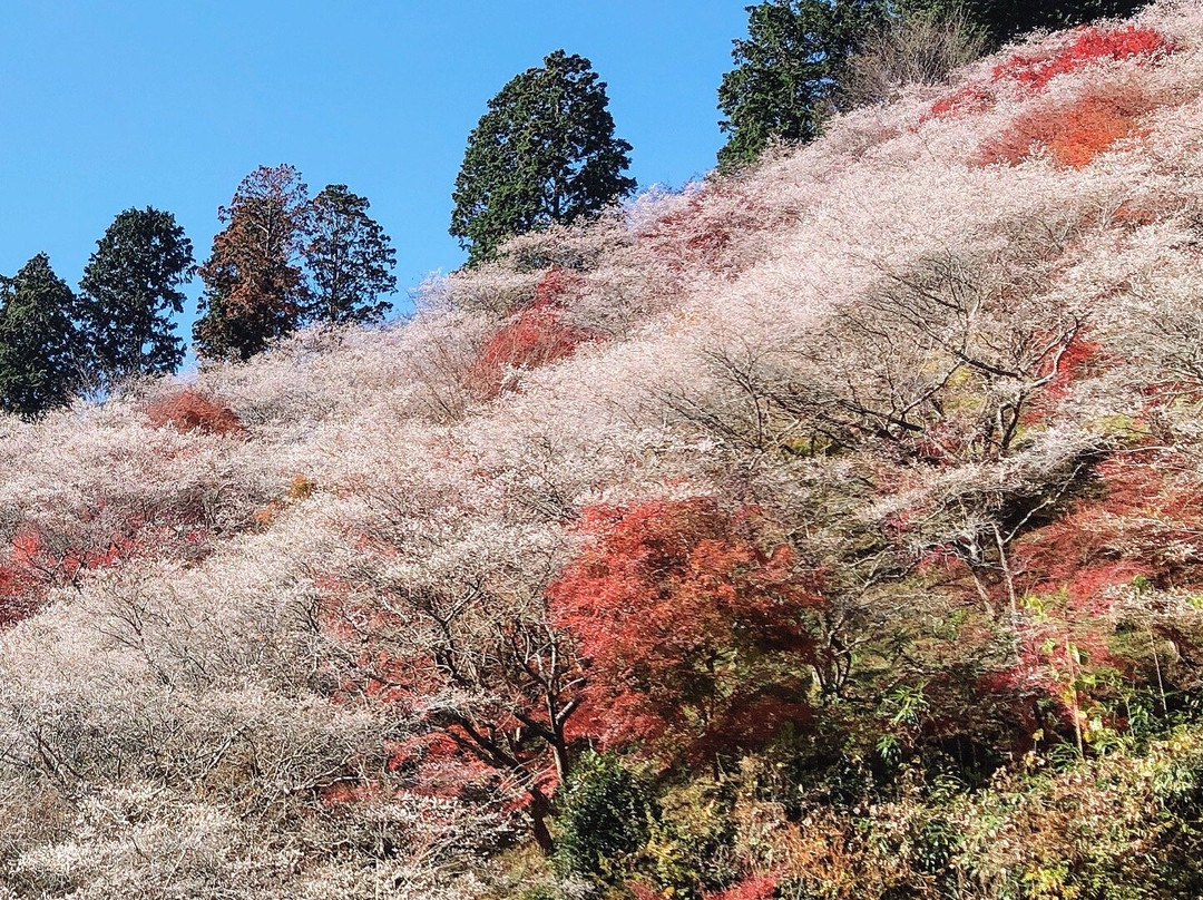 Semmi Shikizakura no Sato-丰田市必去景点